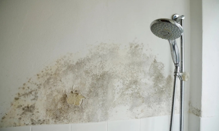 Common Shower Screen Issues